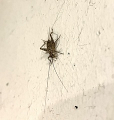 Gryllomorpha dalmatina