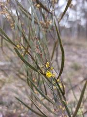 Acacia dawsonii