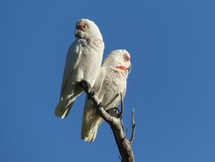 Cacatua tenuirostris