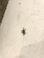 Gryllomorpha dalmatina