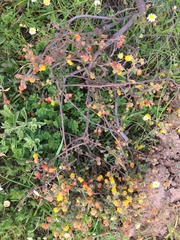 Hermannia multiflora