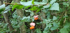 Euonymus verrucosus