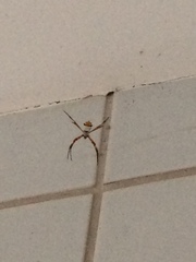 Argiope argentata