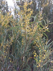 Acacia caesiella