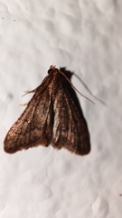 Bostra obsoletalis