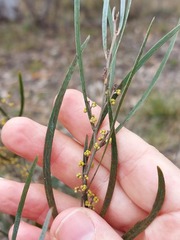 Acacia dawsonii