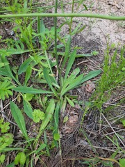 Pilosella novosibirskensis