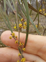 Acacia dawsonii