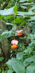 Euonymus verrucosus