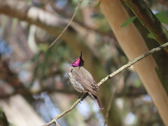 Chalcomitra amethystina amethystina