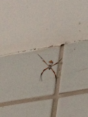 Argiope argentata