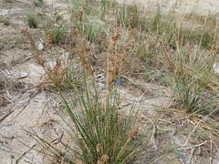 Juncus maritimus
