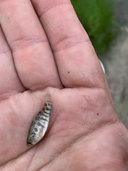 Cyprinodon variegatus