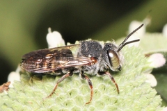 Megachilidae
