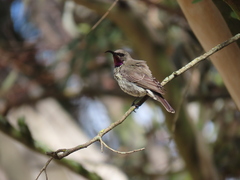 Chalcomitra amethystina amethystina