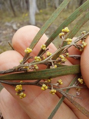 Acacia dawsonii