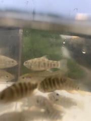 Cyprinodon variegatus