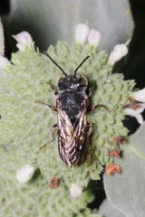 Megachilidae