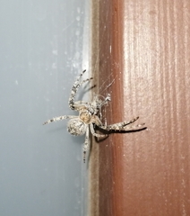 Larinioides patagiatus