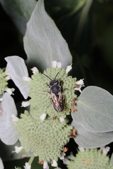 Megachilidae