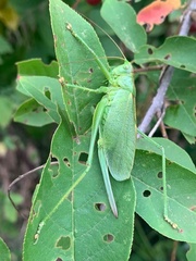 Tettigonia cantans