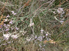 Limonium gmelinii