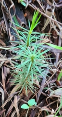 Dawsonia superba