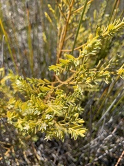 Olax stricta