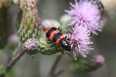 Trichodes apiarius