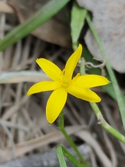 Hypoxis