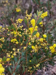 Acacia buxifolia