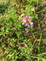 Pelargonium capitatum