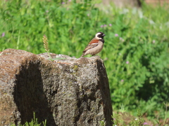 Passer melanurus melanurus