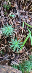 Dawsonia superba