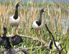 Anseranas semipalmata