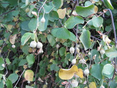 Styrax officinalis