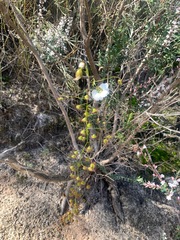 Drosera planchonii