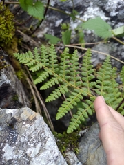 Dryopteris komarovii