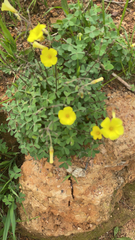 Oxalis pes-caprae
