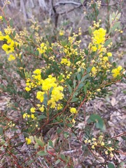 Acacia buxifolia