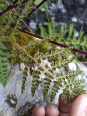 Dryopteris komarovii
