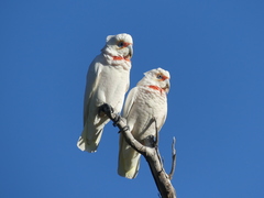 Cacatua tenuirostris