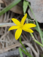 Hypoxis