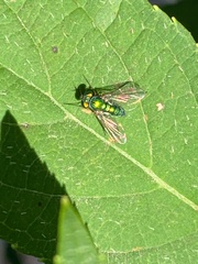 Condylostylus caudatus