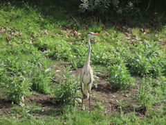 Ardea cinerea cinerea