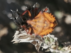Carpocoris mediterraneus