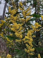Acacia rubida