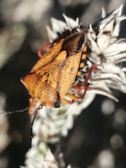 Carpocoris mediterraneus