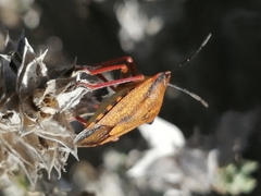 Carpocoris mediterraneus
