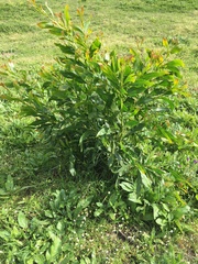 Acacia